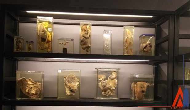 sis.gov.eg sis.gov.eg